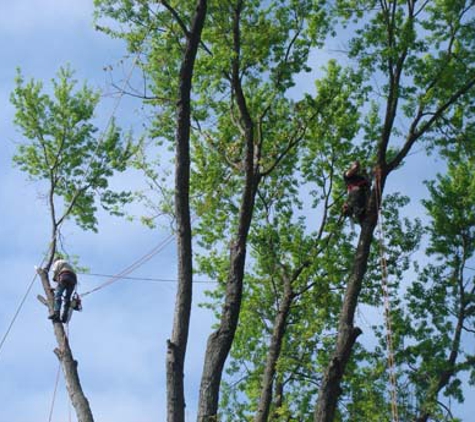 Patrick Musser Tree Service Inc.