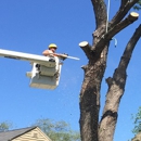 Ace Tree & Landscape - Tree Service