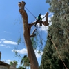 Reg's Tree Services gallery