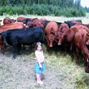 Forest Cattle Company - Livestock Breeders