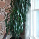 Charlotte Plantscapes Inc - Plants-Interior Design & Maintenance