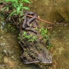 Bluebonnet Swamp Nature Center gallery