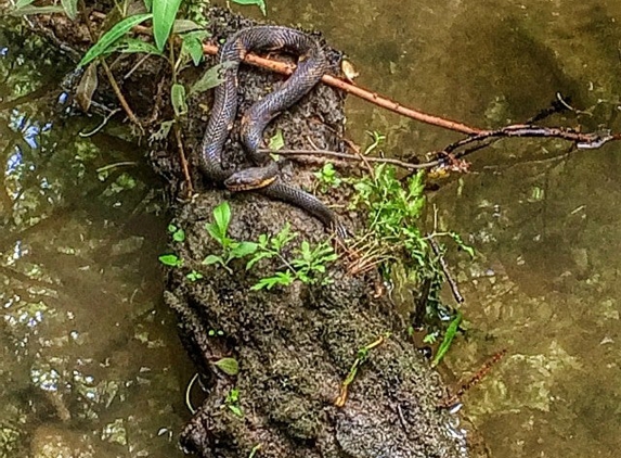 Bluebonnet Swamp Nature Center - Baton Rouge, LA