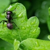 Insight Pest Solutions - Rexburg, ID gallery