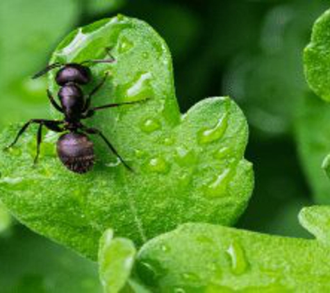 Insight Pest Solutions - Pocatello, ID