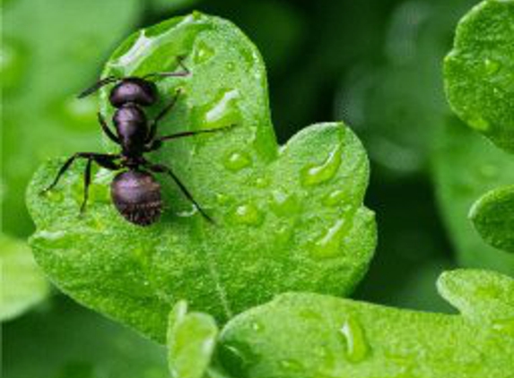 Insight Pest Solutions - Rexburg, ID - Rexburg, ID