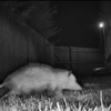 Varment Wildlife Control, Inc. gallery