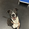 Partners Dog Training, Daycare and Resort gallery