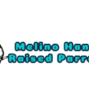 Melino Hand Raised Parrots - Pet Stores