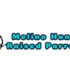Melino Hand Raised Parrots