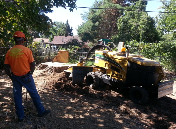 Steve's Stump Grinding - Salt Lake City, UT