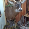 Wild Nature taxidermy & custom leatherworks gallery