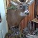 Wild Nature taxidermy & custom leatherworks