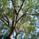 Danny Ray's Tree Service - Tree Service