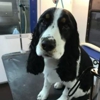 4 Paws Only Mobile Pet Spa gallery
