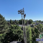 NW Premier Tree Services