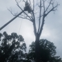 Rydar Tree Service