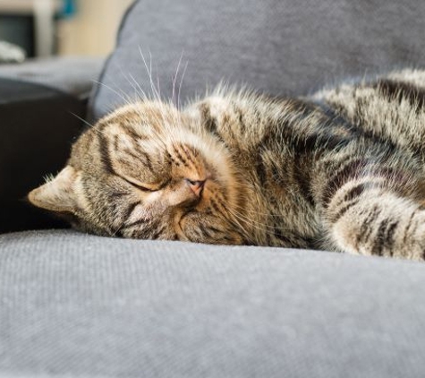 Central Veterinary Clinic & Hospital - Tarneit, VIC