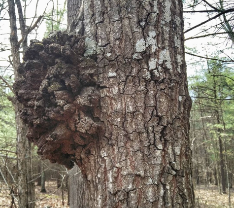 Green Ridge State Forest - Flintstone, MD