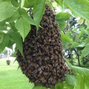 Bee Removal Huckle Bee Farms - Bee Control & Removal Service