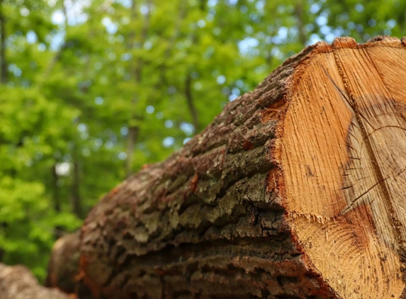 Affordable Stump Grinding - Elanora, QLD