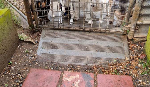 Kellmann Kennels - Templers, SA