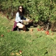 Owen Orchards