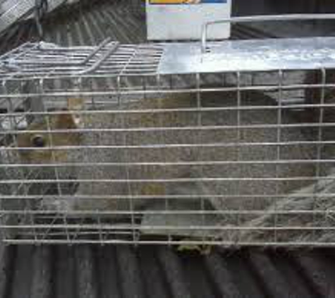 Best Wildlife Removal & Repairs, Inc - King George, VA