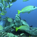 Ocean Therapy Charters - Diving Instruction