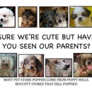 Paradise Puppies & Boutique - Pet Stores