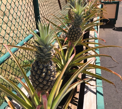 Maui Pineapple Tours - Makawao, HI