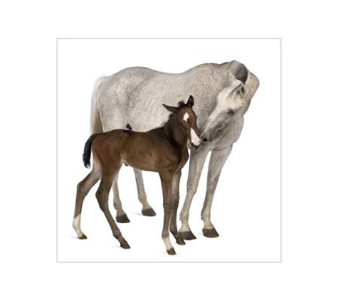 Valley Veterinary Surgery Pty Ltd - Walkerston, QLD