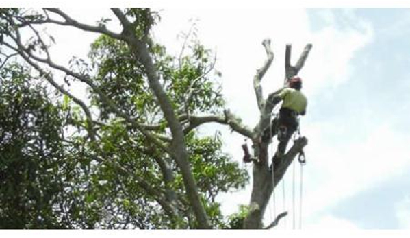 Steve Cairns Tree Service