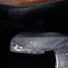 All-Rid Pest & Termite Inc gallery