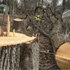 Cabanas Tree Expert gallery