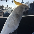 BirdSmart - Pet Stores