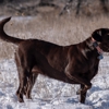 Montana Wagon Tail Pointing Labradors gallery