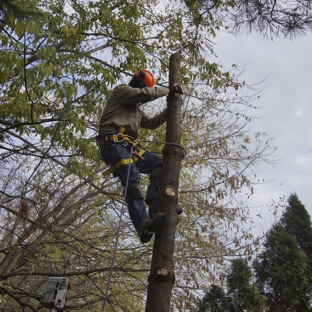 L & T Tree Services - Carver, MN