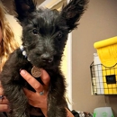 Broadmoor East Veterinary Clinic - Hostels