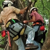 Woodlawn Tree Service gallery