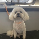 Going To The Dogs Shelley's Mobile Grooming Service - Pet Services