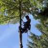 Aadams Tree Service, Trimming, & Stump Grinding Woodinville Wa gallery