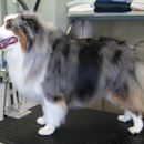 Morningstar Dog Grooming - Dog & Cat Grooming & Supplies