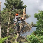 AAA Tree Care and Landscaping