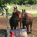 Firefly Acres Horse Farm - Horse Dealers