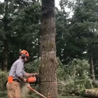 Gold Tooth Gorilla Tree Service