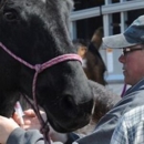 Country Care Equine Veterinary Services, PA - Veterinarians