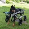 Trusted Journey (formerly Paws & Remember) gallery
