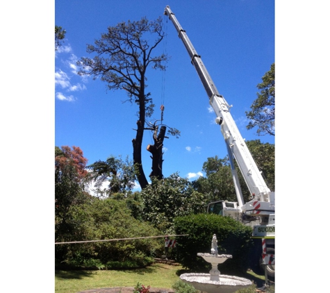Total Tree Services - Mount Rascal, QLD