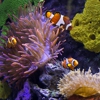 Aquarium Designs, Inc. gallery